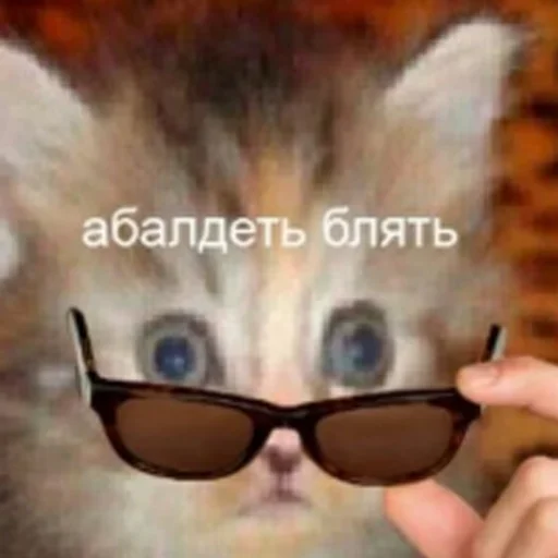 кошка Очки котёнок