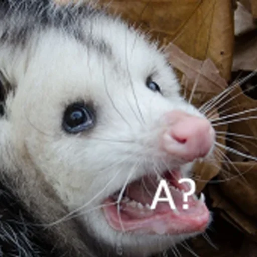 млекопитающее животное рыло