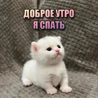 Стикер Kittens Me (@pubshiskin) - 11