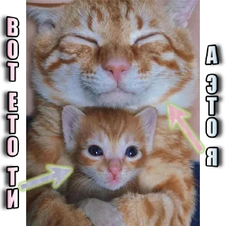 Стикер Kittens Me (@pubshiskin) - 7