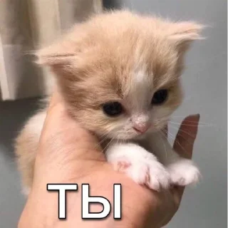 Стикер Kittens Me (@pubshiskin) - 4