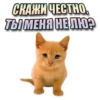 Стикер Kittens Me (@pubshiskin) - 10