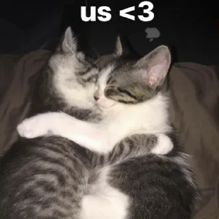 Стикер Kittens Me (@pubshiskin) - 1