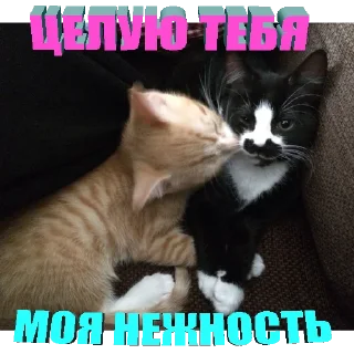 Стикер Kittens Me (@pubshiskin) - 2