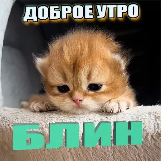 Стикер Kittens Me (@pubshiskin) - 0