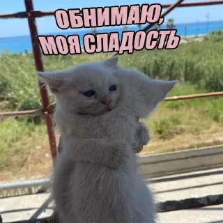 Стикер Kittens Me (@pubshiskin) - 5