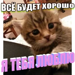 Стикер Kittens Me (@pubshiskin) - 6