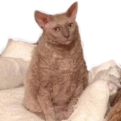 Sticker pusiki_ot_dushi - 1