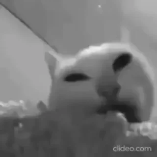 Sticker cat lovers - 4