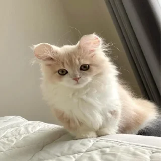 Sticker cat lovers - 2