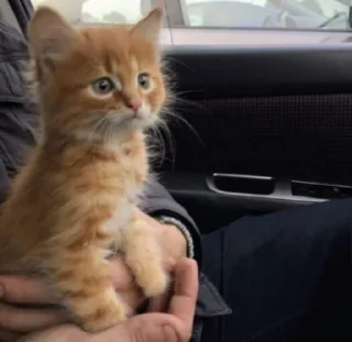 Sticker cat lovers - 0