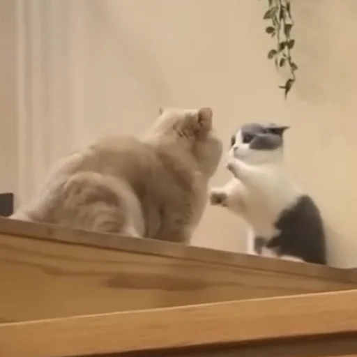 cat indoor small to medium-sized cats