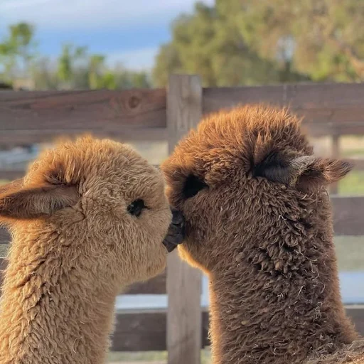 animal mammal outdoor