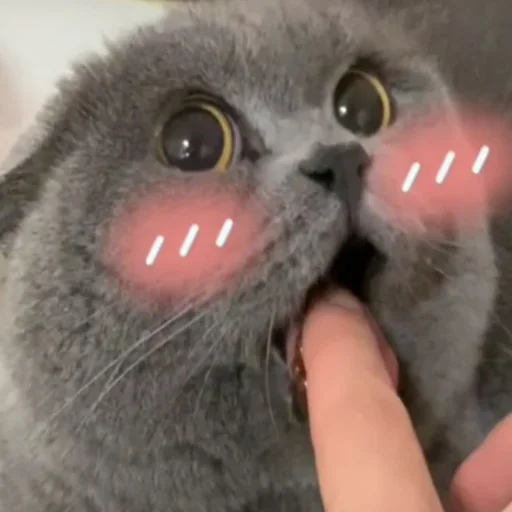 animal mammal small to medium-sized cats