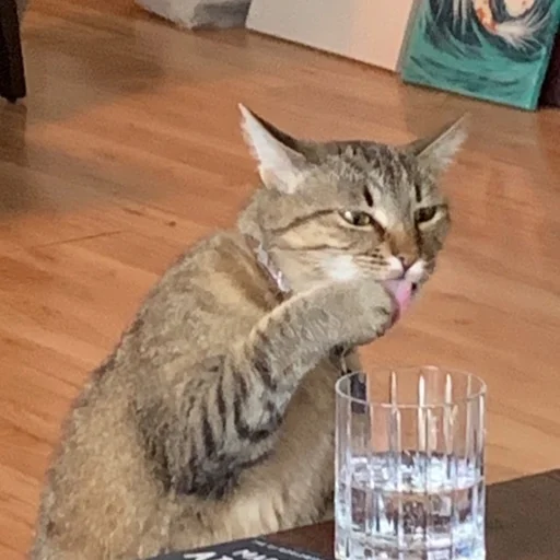 indoor small to medium-sized cats felidae