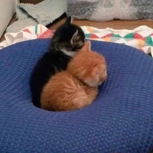 кошки малого и среднего размера кошачьи комнатный