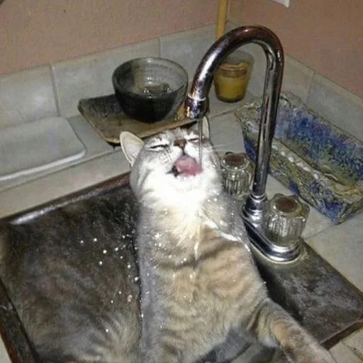 cat indoor plumbing fixture