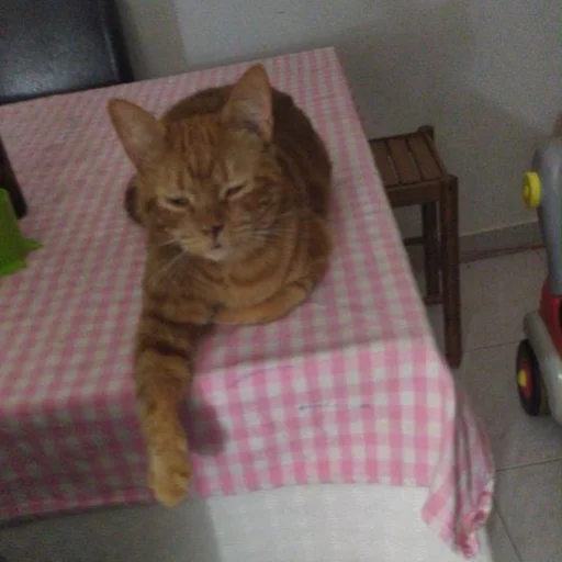 indoor small to medium-sized cats felidae