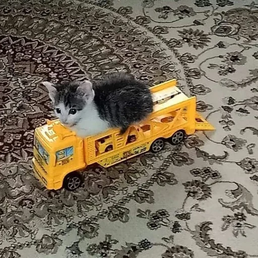 cat small to medium-sized cats wheel