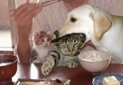 indoor animal mammal