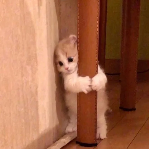 mammal animal domestic cat