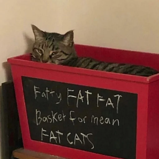 cat text blackboard