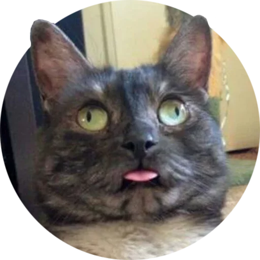 mammal animal small to medium-sized cats