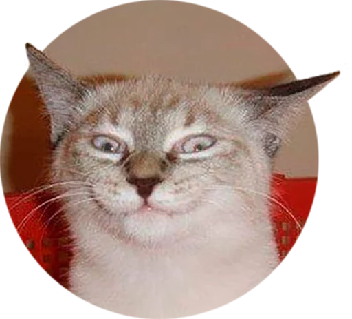 cat small to medium-sized cats mammal