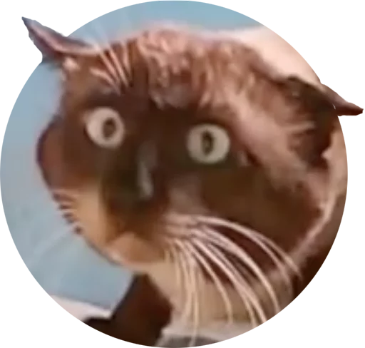 животное домашняя кошка кошка