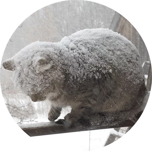 животное млекопитающее овца