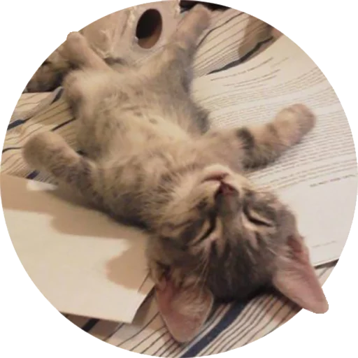 животное кошки малого и среднего размера кошачьи