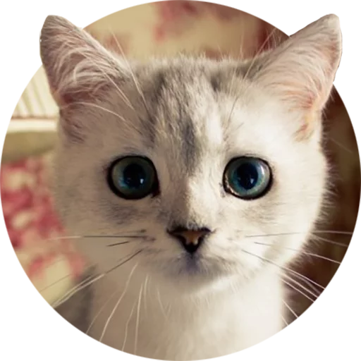 животное кошка млекопитающее