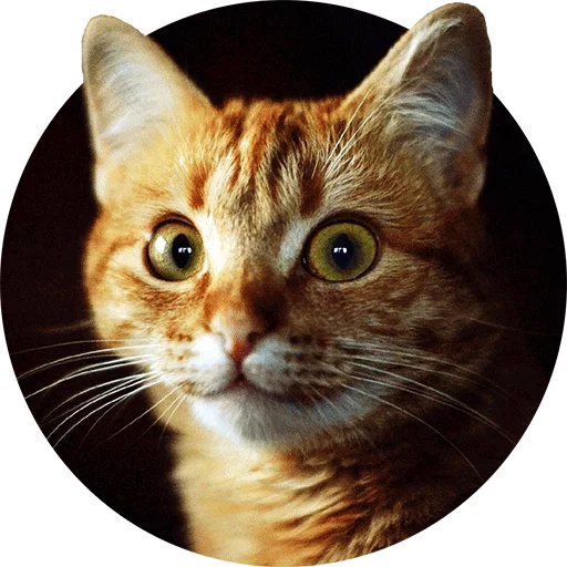 животное млекопитающее кошка