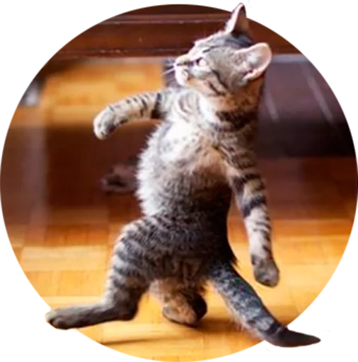 кошки малого и среднего размера кошка млекопитающее