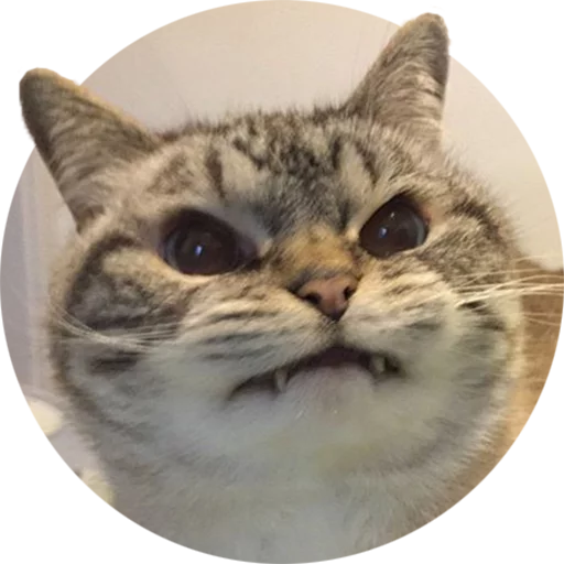 животное млекопитающее кошка