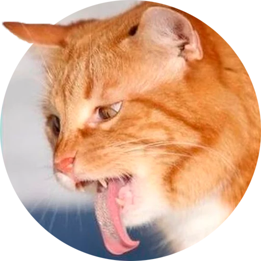 животное млекопитающее кошки малого и среднего размера