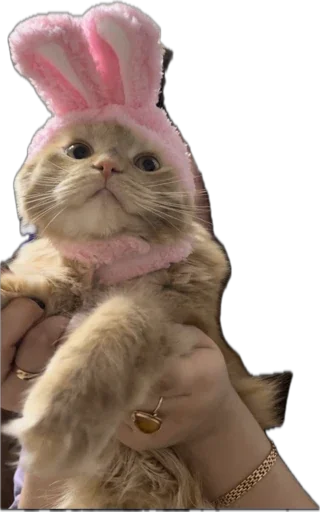 жопь Мишки - 