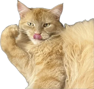 Стикер жопь Мишки - 10