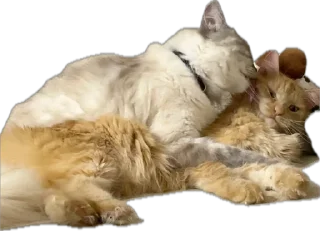 Стикер жопь Мишки - 9