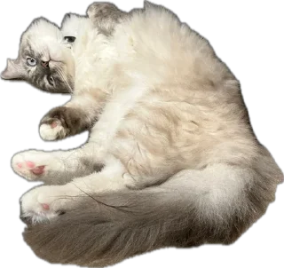 Стикер жопь Мишки - 5