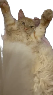 Стикер жопь Мишки - 11