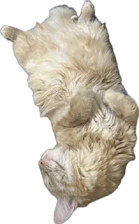 Стикер жопь Мишки - 2