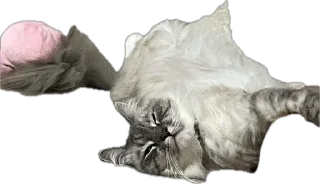 Стикер жопь Мишки - 1