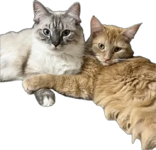 Стикер жопь Мишки - 4