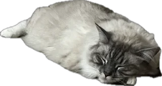 Стикер жопь Мишки - 3