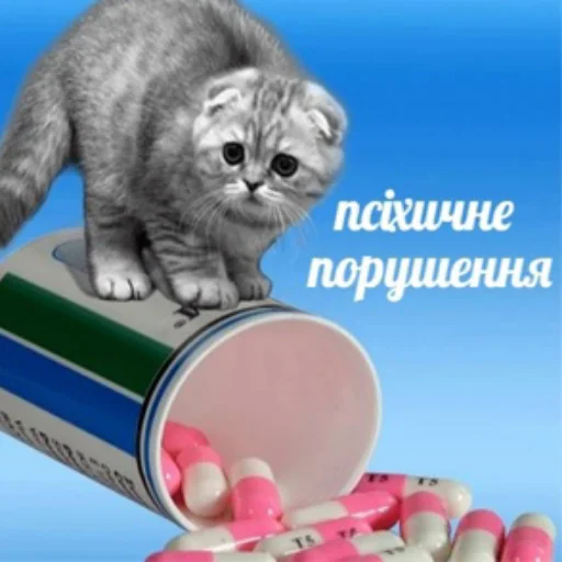 кошка кошачьи кошки малого и среднего размера