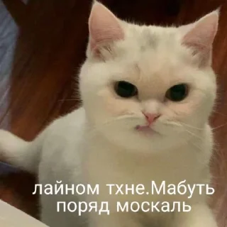 Sticker укр меми | more @stickerspremiumemoji - 0