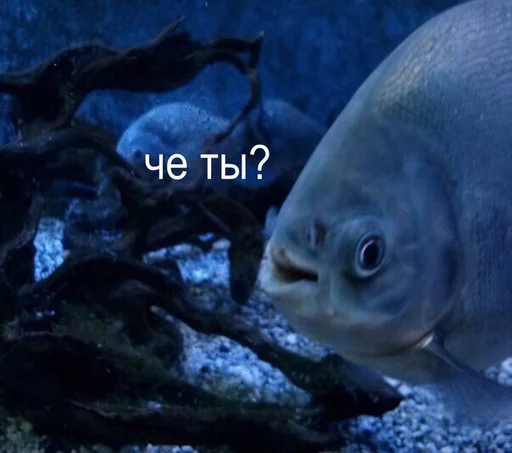 Sticker PU$$YINVADERZ - 9