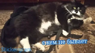 Стикер дичь - 10