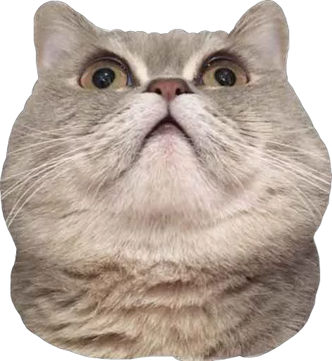 животное млекопитающее кошка